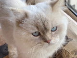 Mâle Scottish Straight disponible pour saillie