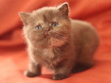 Chatons British Shorthair à vendre