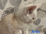Chatons Maine Coon LOOF shaded à vendre