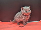 2 chatons British Shorthair disponibles à la réservation