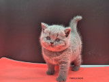 2 chatons British Shorthair disponibles à la réservation