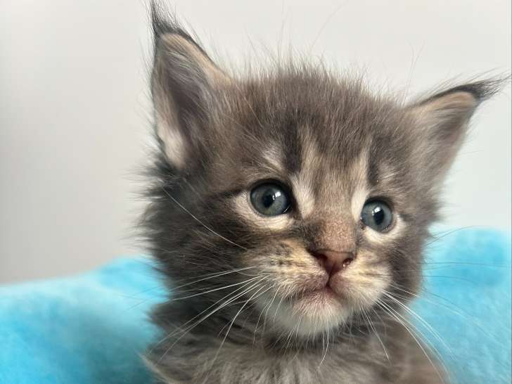 Chaton mâle Maine Coon à réserver