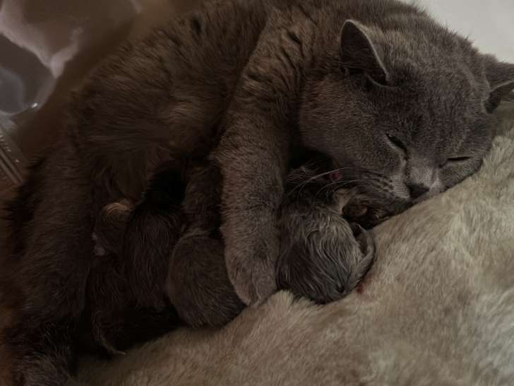 Chatons British Shorthair à vendre