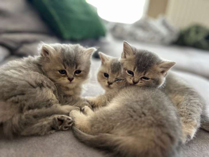 À réserver Chatons BSH et BLH