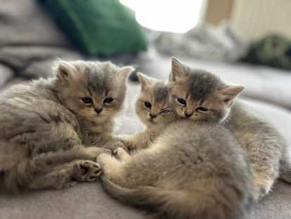 Chatons British shorthair et British longhair