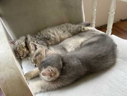 Chatons British shorthair et British longhair