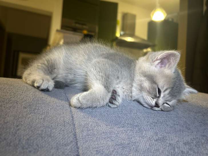 Chatons British shorthair et British longhair