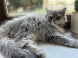 Chatons British shorthair et British longhair