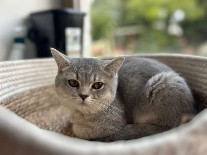 Chatons British shorthair et British longhair