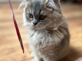 Chatons British shorthair et British longhair