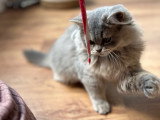 Chatons British shorthair et British longhair
