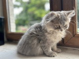 Chatons British shorthair et British longhair