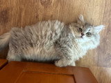 Chatons British shorthair et British longhair
