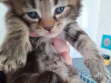 Chatons Norvégien LOOF à vendre