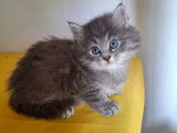 Aria femelle disponible