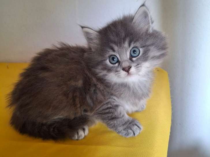 Aria femelle disponible