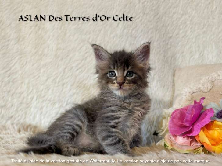 Chatons Maine Coon LOOF à vendre