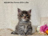 Chatons Maine Coon LOOF à vendre