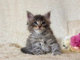 Chatons Maine Coon LOOF à vendre