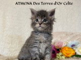 Chatons Maine Coon LOOF à vendre