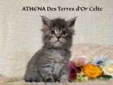 Chatons Maine Coon LOOF à vendre