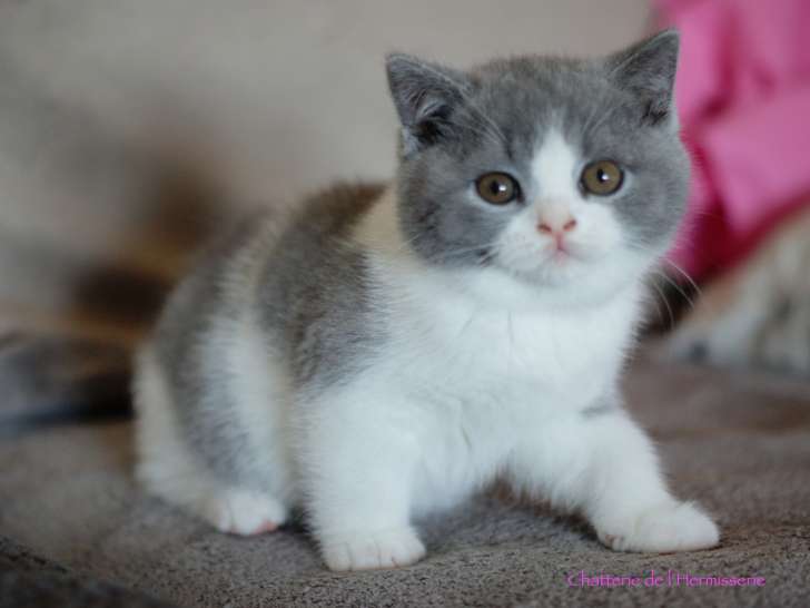 Chaton mâle British Shorthair bicolore bleu et blanc disponible