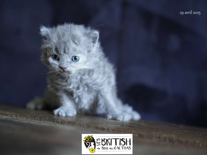 Magnifique chatons Selkirk Rex longhair à vendre