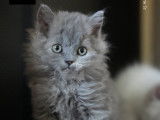 Magnifique chatons Selkirk Rex longhair à vendre