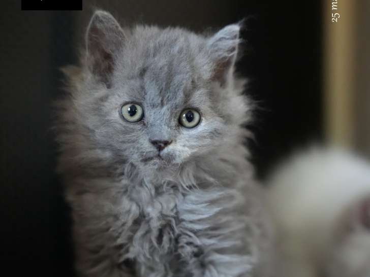 Magnifique chatons Selkirk Rex longhair à vendre