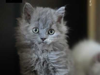 Magnifique chatons Selkirk Rex longhair à vendre