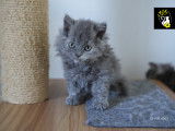 Magnifique chatons Selkirk Rex longhair à vendre