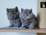 Magnifique chatons Selkirk Rex longhair à vendre