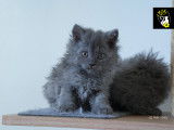Magnifique chatons Selkirk Rex longhair à vendre
