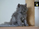 Magnifique chatons Selkirk Rex longhair à vendre