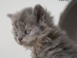 Magnifique chatons Selkirk Rex longhair à vendre