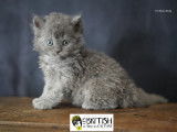 Magnifique chatons Selkirk Rex longhair à vendre