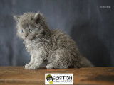 Magnifique chatons Selkirk Rex longhair à vendre