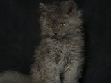 Magnifique chatons Selkirk Rex longhair à vendre