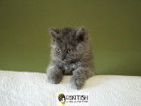 Magnifique chatons Selkirk Rex longhair à vendre