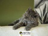 Magnifique chatons Selkirk Rex longhair à vendre