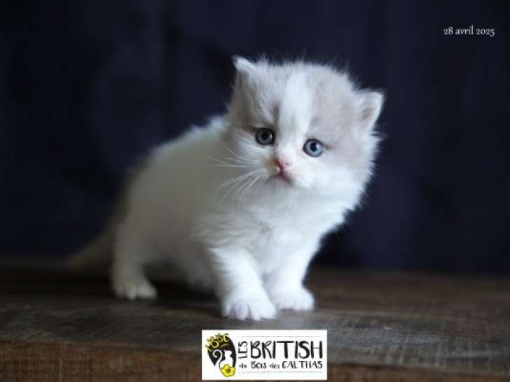 Chatonne British Longhair LOOF à vendre