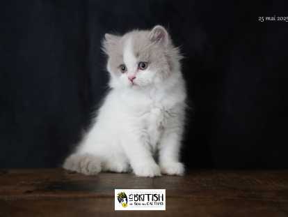 Chatonne British Longhair LOOF à vendre
