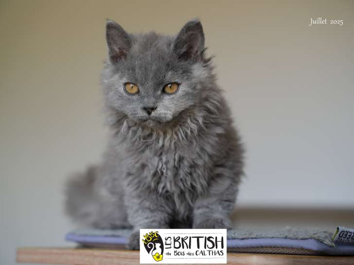 Chatonne selkirk rex  , Loof