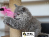 Chatonne selkirk rex  , Loof