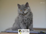 Chatonne selkirk rex  , Loof