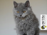 Chatonne selkirk rex  , Loof