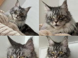Femelle adulte Maine Coon LOOF à vendre