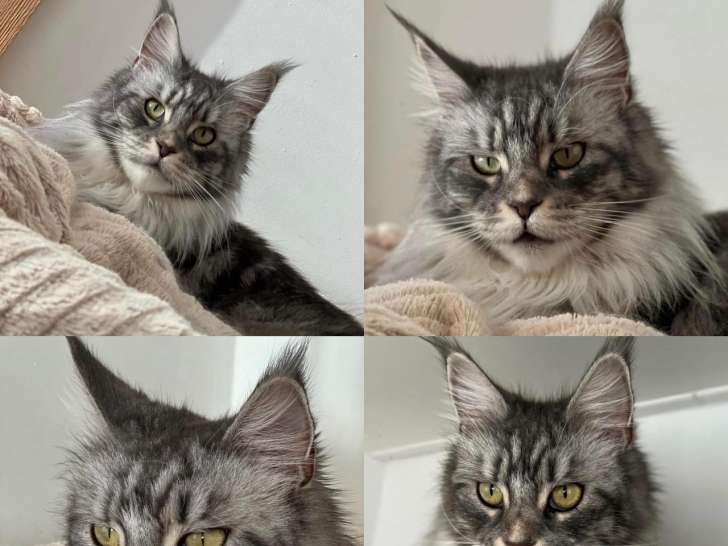 Femelle adulte Maine Coon LOOF à vendre