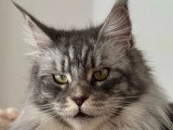Femelle adulte Maine Coon LOOF à vendre