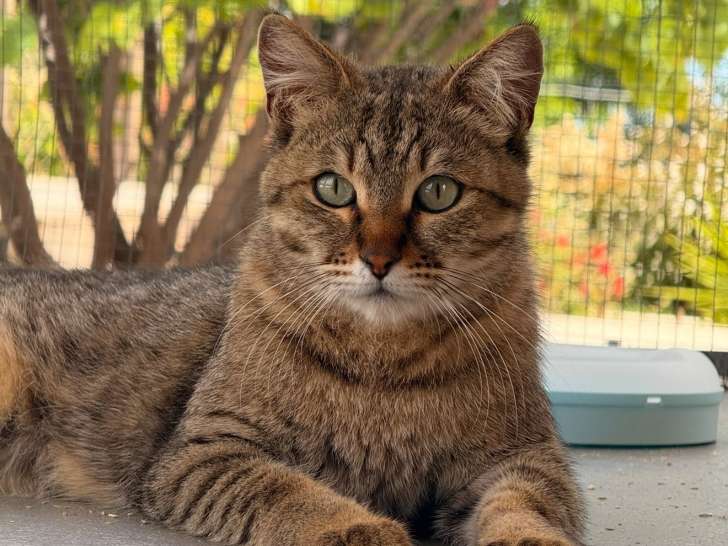 Femelle Savannah F3 avec pedigree à vendre